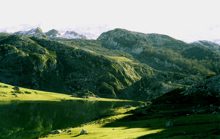 Anfibi d''alta montagna, Spagna-Ichthyosaura alpestris cyreni
